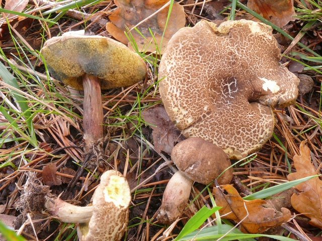 Xerocomus Porosporus